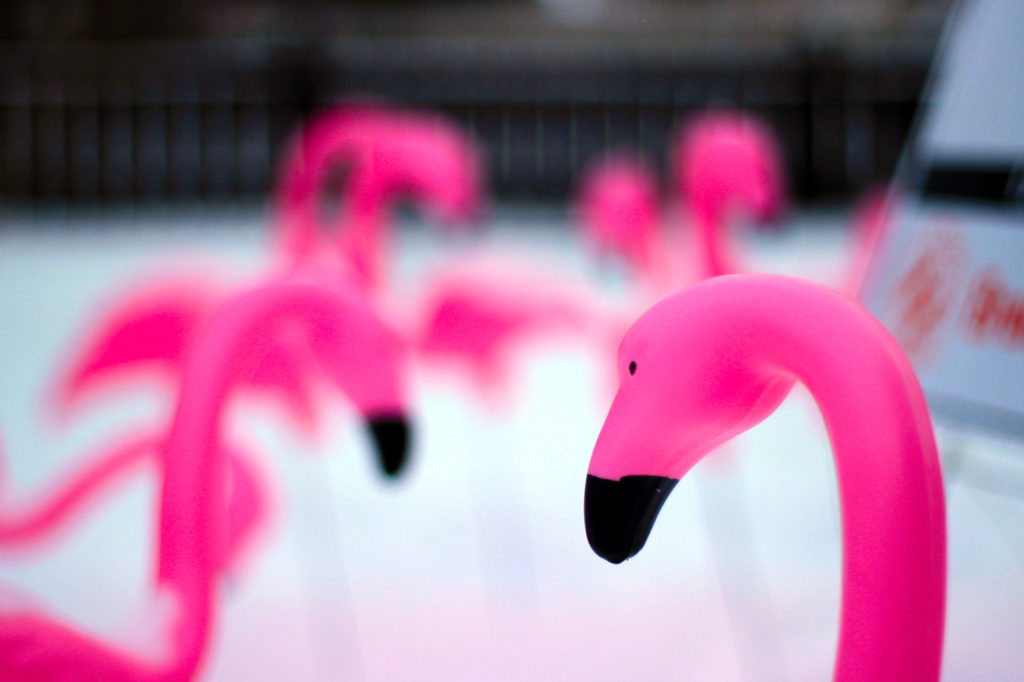 Flock of plastic flamingos